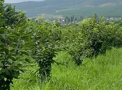 Продаётся  участок 150 сот, photo 2 from 6