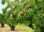 Продаётся  участок 150 сот, photo 4 from 6