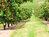 Продаётся  участок 150 сот, photo 6 from 6