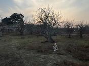 Объявление №5942310 - Баку, м. Кара Караев, 16 сот