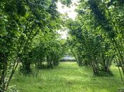 Elan №5944364 - Oğuz, Oğuz, 50 sot