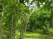 Satılır  torpaq 50 sot, photo 3 from 4