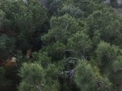 Satılır  torpaq 25 sot, Bilgəh q., photo 8 from 8