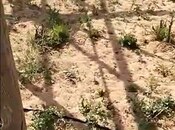 Продаётся  участок 700 сот, пос. Зире, photo 4 from 8