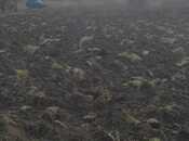 Продаётся  участок 10 сот, photo 7 from 8