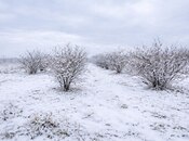 Elan №5945865 - Xaçmaz, Xaçmaz, 48 sot