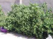 İcarəyə verilir 3 otaqlı həyət evi/bağ evi 100 m², Mərdəkan q., photo 2 from 8