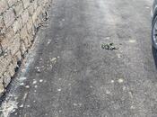 Объявление №5949279 - Баку, пос. Мардакан, 6 сот