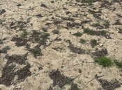 Продаётся  участок 2 сот, пос. Новханы, photo 3 from 6