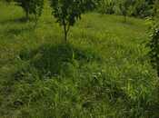 Satılır  torpaq 241 sot, Xaçmaz r., photo 6 from 7