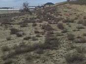 Объявление №5950601 - Баку, пос. Масазыр, 9 сот