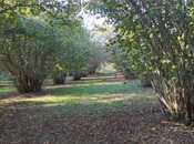 Elan №5950328 - Zaqatala, Zaqatala, 150 sot