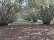 Продаётся  участок 150 сот, photo 3 from 4