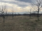 Elan №5951316 - Qəbələ, Qəbələ, 300 sot