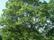 Объявление №5953104 - Агджабеди, Агджабеди, 12 сот