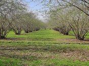 Satılır  torpaq 219 sot, photo 4 from 8