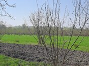 Satılır  torpaq 219 sot, photo 8 from 8