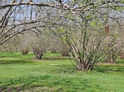 Satılır  torpaq 219 sot, photo 5 from 8