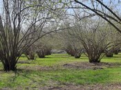 Satılır  torpaq 219 sot, photo 3 from 8