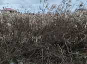 Продаётся  участок 20 сот, пос. Бузовна, photo 6 from 8