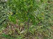 Satılır  torpaq 40 sot, photo 6 from 8