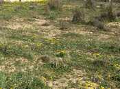 Продаётся  участок 5 сот, пос. Нардаран, photo 4 from 4