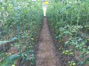 Satılır  obyekt 1 500 m², Türkan q., photo 7 from 8