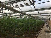 Satılır  obyekt 1 500 m², Türkan q., photo 4 from 8