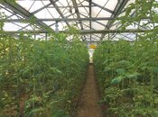 Satılır  obyekt 1 500 m², Türkan q., photo 8 from 8