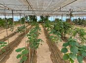 Satılır  obyekt 1 500 m², Türkan q., photo 4 from 8