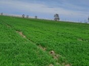 Elan №5959612 - Samux, Samux, 2000 sot