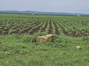 Satılır  torpaq 58 sot, photo 3 from 6