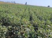 Объявление №5961206 - Барда, Барда, 4600 сот