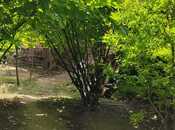 Продаётся  участок 6 сот, м. Насими, photo 3 from 4