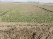 Объявление №5962286 - Агджабеди, Агджабеди, 300 сот