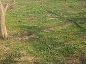 Продаётся  участок 12 сот, пос. Ени Сураханы, photo 3 from 8