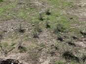 Объявление №5964573 - Баку, пос. Геокмалы, 8.8 сот