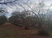 Satılır  torpaq 700 sot, photo 2 from 2