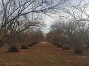 Elan №5964875 - Qax, Qax, 700 sot