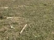 Объявление №5965044 - Баку, пос. Говсан, 1.2 сот