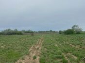 Elan №5967253 - Samux, Samux, 1500 sot