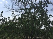 Satılır  torpaq 69 sot, Xaçmaz r., photo 3 from 8