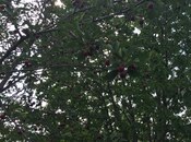 Satılır  torpaq 69 sot, Xaçmaz r., photo 7 from 8