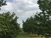 Satılır  torpaq 69 sot, Xaçmaz r., photo 8 from 8