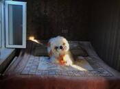 İcarəyə verilir 3 otaqlı həyət evi/bağ evi 110 m², Binəqədi q., photo 6 from 8