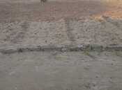 Satılır  torpaq 8 sot, Buzovna q., photo 2 from 2