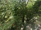 Satılır 7 otaqlı həyət evi/bağ evi 380 m², photo 3 from 8