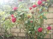 Объявление №5969405 - Гусар, Гусар, 7-комн., 380 м²