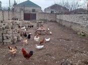 Satılır  torpaq 3 sot, Yeni Ramana q., photo 4 from 6