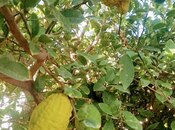 Продаётся  участок 4.8 сот, пос. Зых, photo 3 from 6